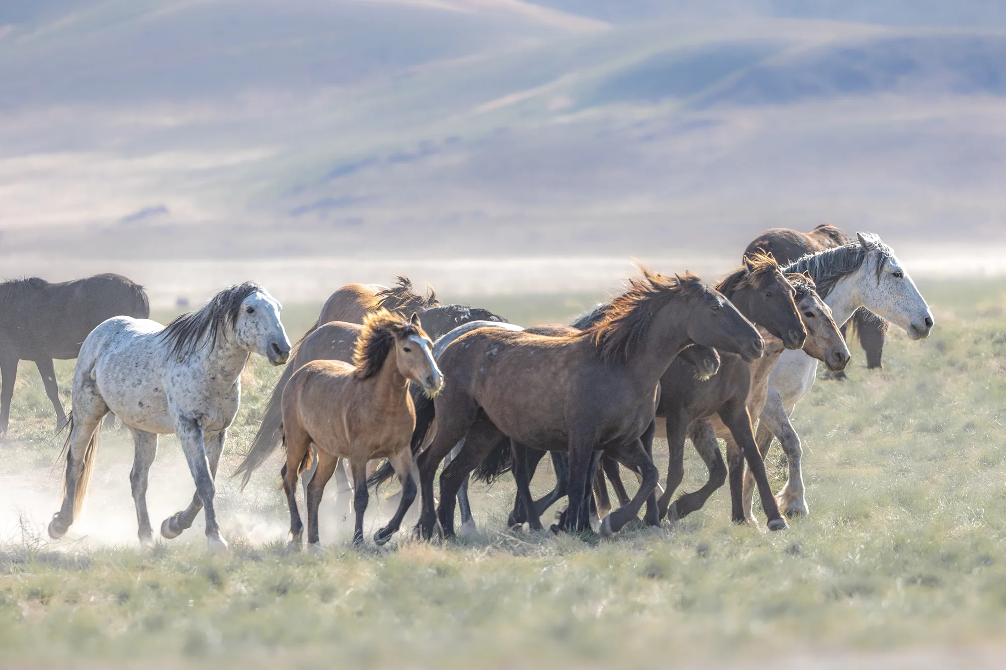 Wild horses grazing in open golden field