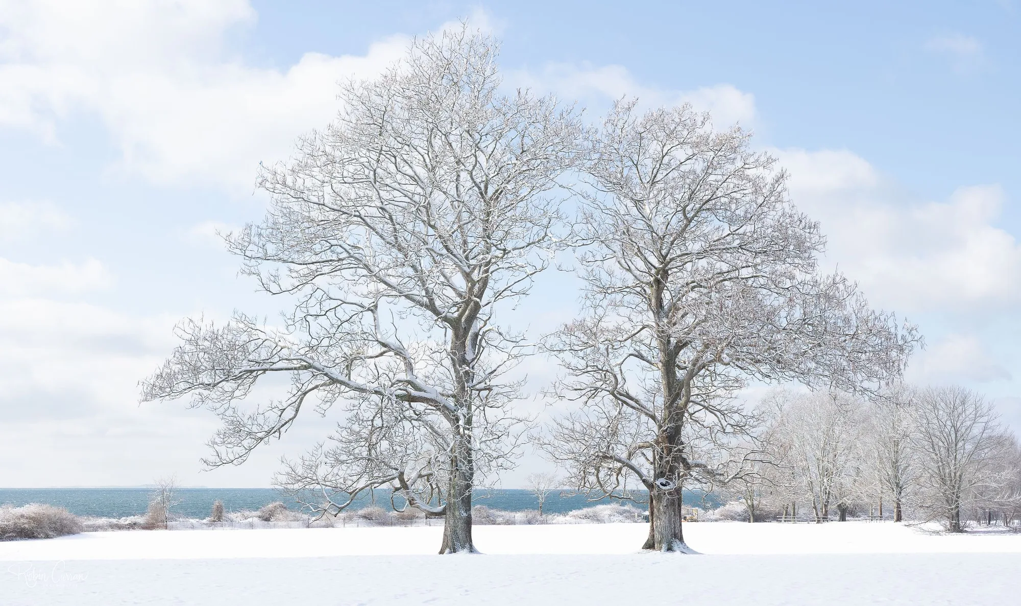 Bare winter trees blanketed by coastal snow