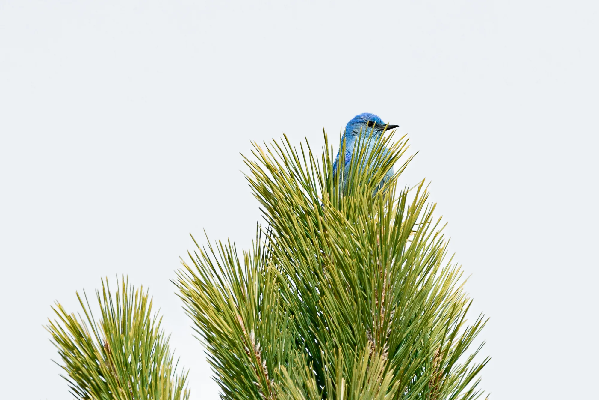 Mountain bluebird perched in pristine wilderness