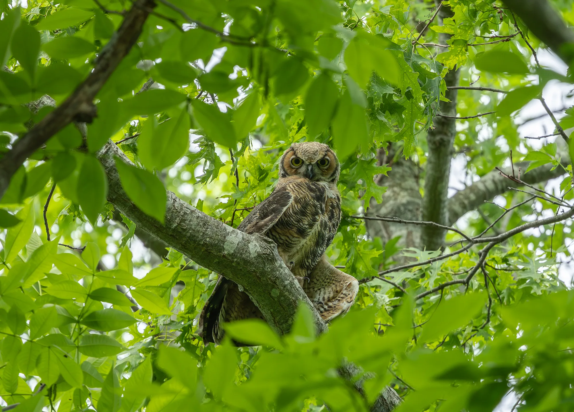Great horned owl nestled among forest branches
