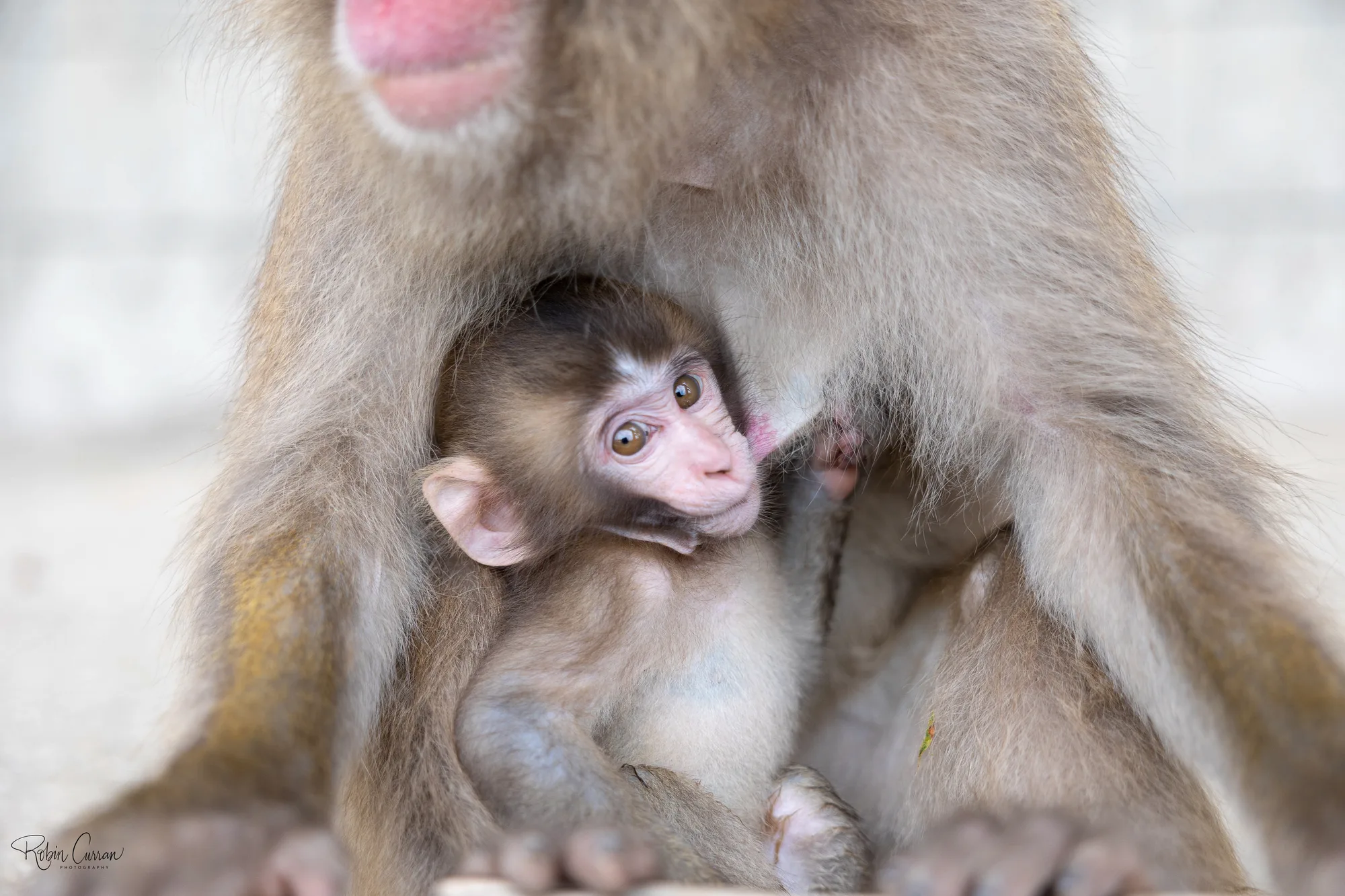 Macaque mother and infant nursing tenderly