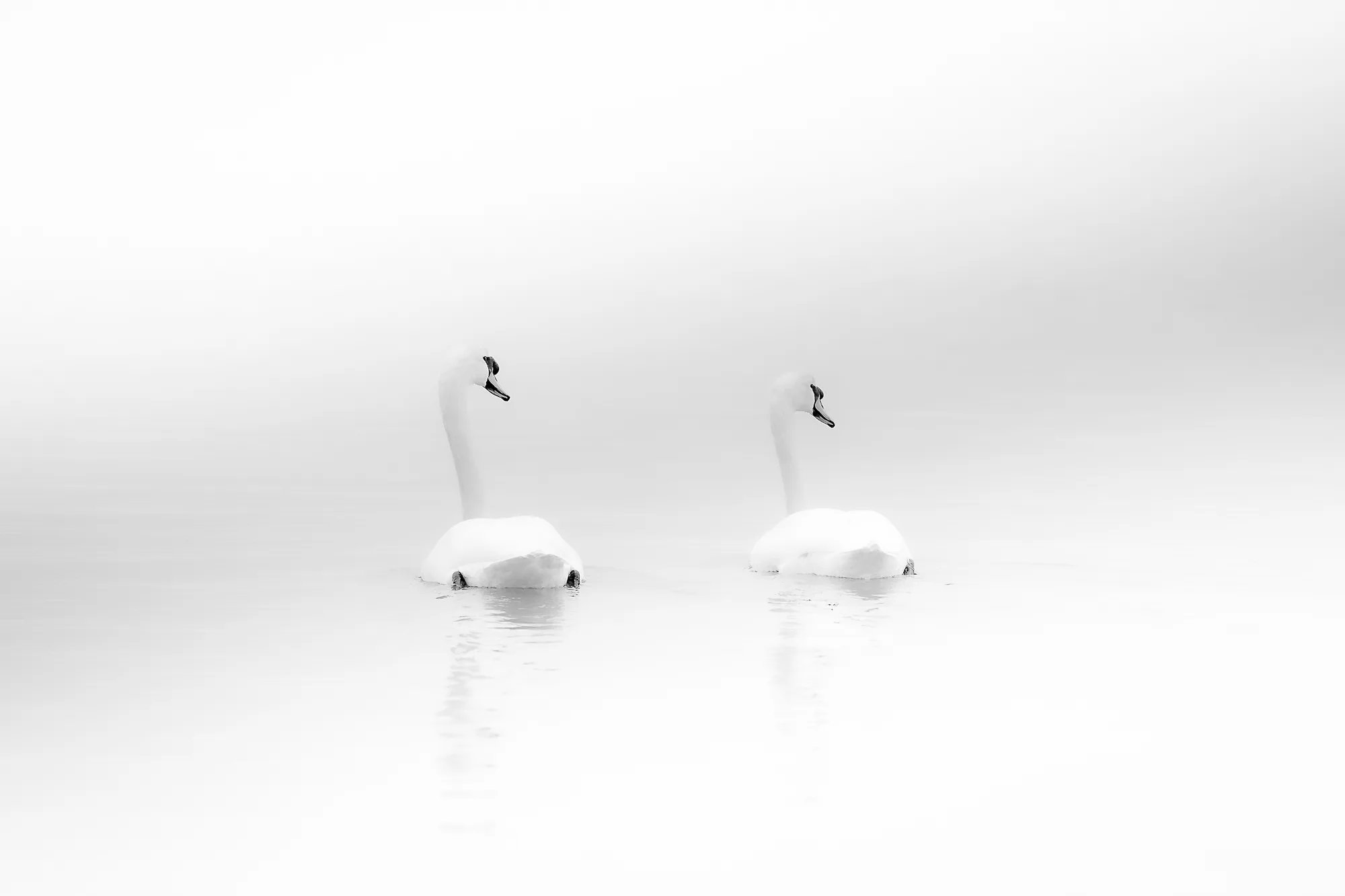 Graceful swans gliding across calm water