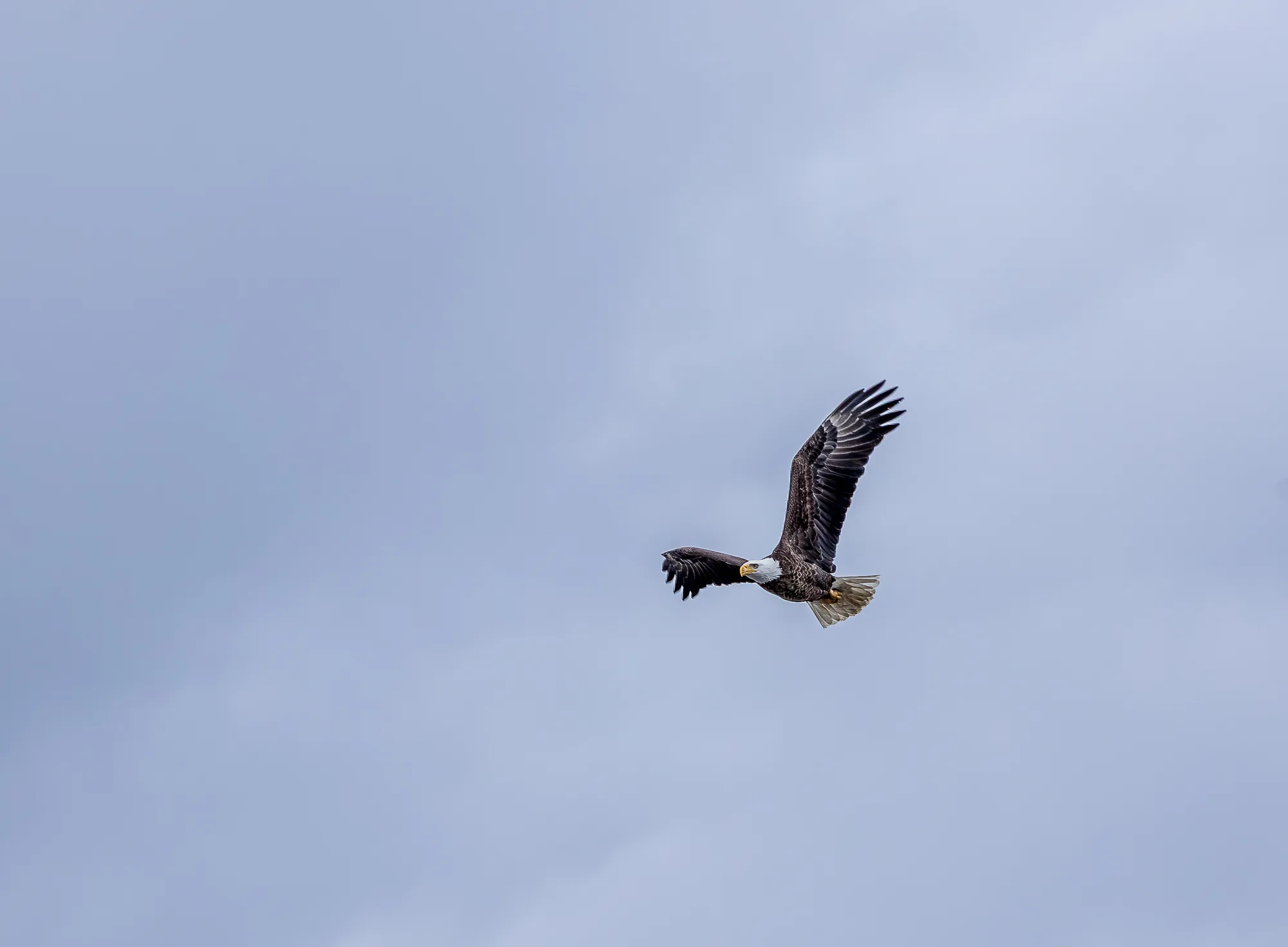 Bald eagle perched intently on bare branch