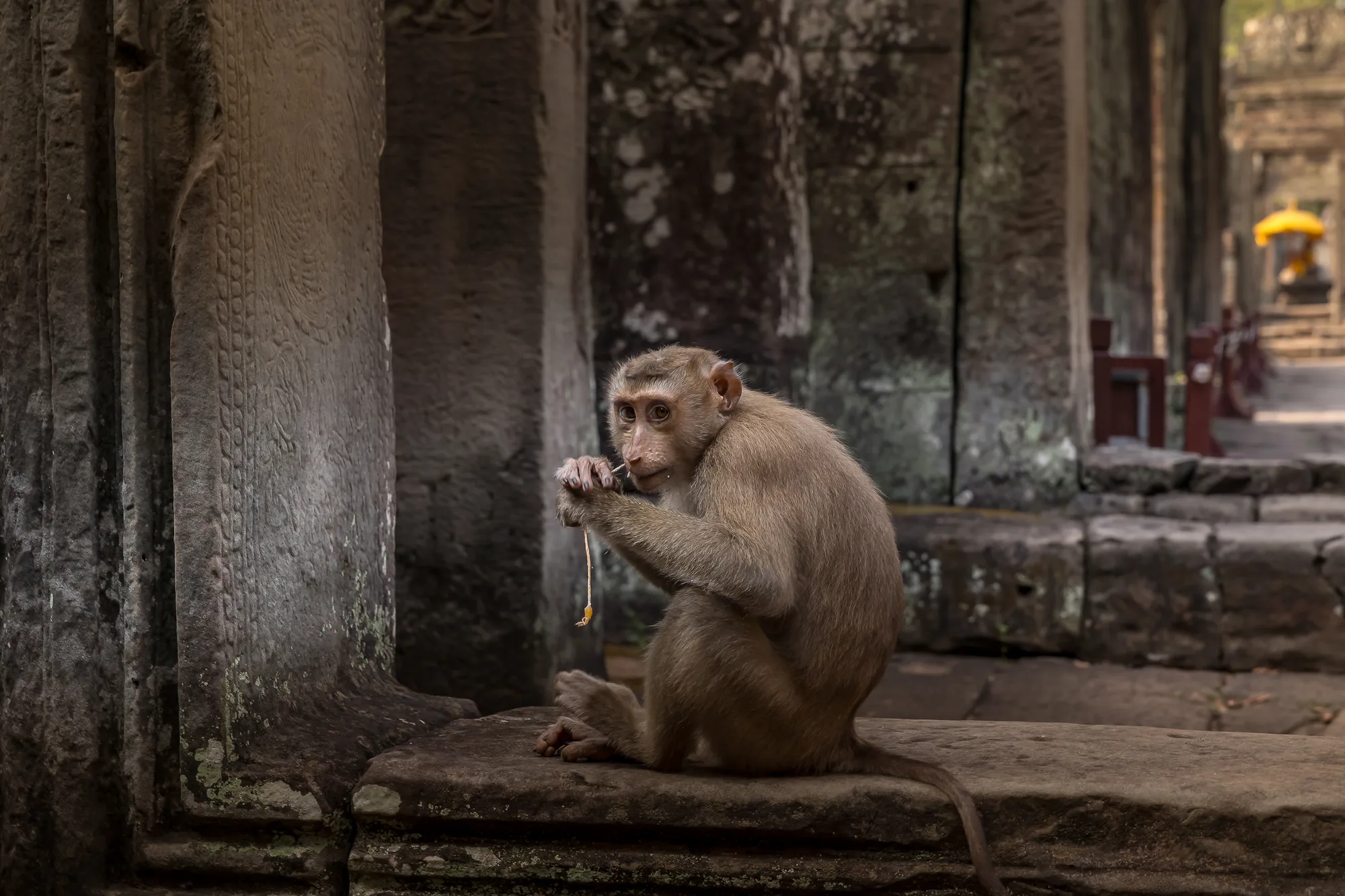 Macaque perched watchfully among temple stonework